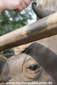 Serengeti Dumont 11062013 140