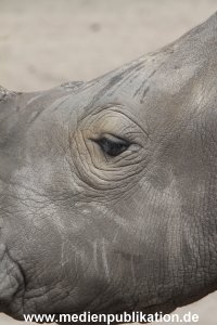 Serengeti Dumont 11062013 180