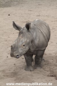 Serengeti Dumont 11062013 270