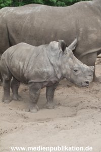 Serengeti Dumont 11062013 274