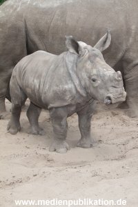 Serengeti Dumont 11062013 281