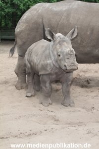 Serengeti Dumont 11062013 284