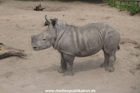 Serengeti Dumont 11062013 285