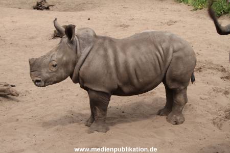 Serengeti Dumont 11062013 287