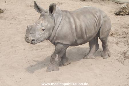 Serengeti Dumont 11062013 292