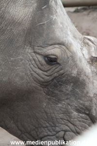 Serengeti Dumont 11062013 293