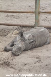 Serengeti Dumont 11062013 294