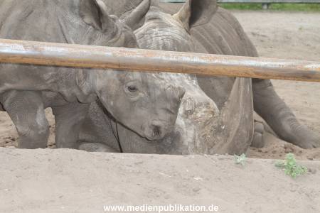 Serengeti Dumont 11062013 296