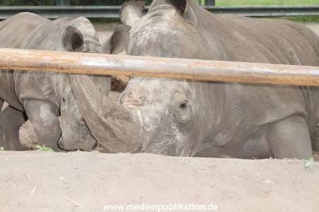 Serengeti Dumont 11062013 300