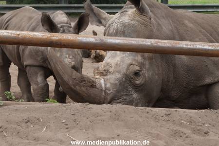 Serengeti Dumont 11062013 302