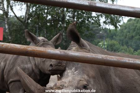 Serengeti Dumont 11062013 306