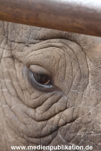 Serengeti Dumont 11062013 308