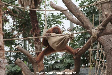 Hagenbeck Nikolaus 05122013 003