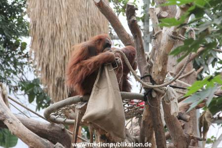 Hagenbeck Nikolaus 05122013 004