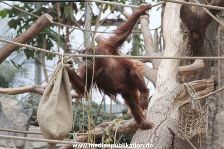 Hagenbeck Nikolaus 05122013 006