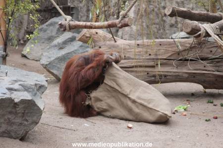 Hagenbeck Nikolaus 05122013 008
