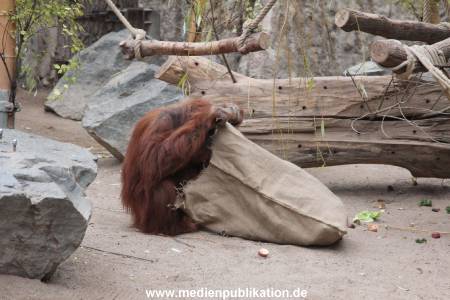 Hagenbeck Nikolaus 05122013 009