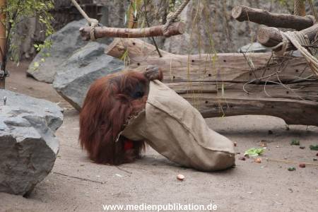 Hagenbeck Nikolaus 05122013 011