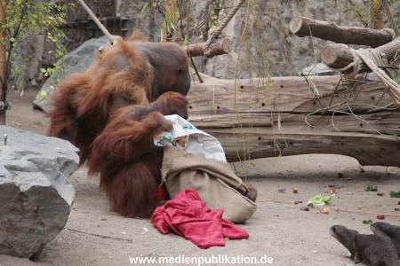 Hagenbeck Nikolaus 05122013 012
