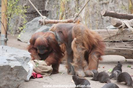 Hagenbeck Nikolaus 05122013 016