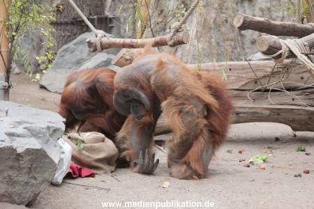 Hagenbeck Nikolaus 05122013 017