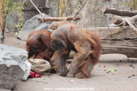 Hagenbeck Nikolaus 05122013 018