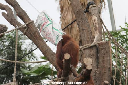 Hagenbeck Nikolaus 05122013 022