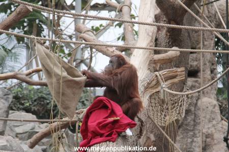 Hagenbeck Nikolaus 05122013 026