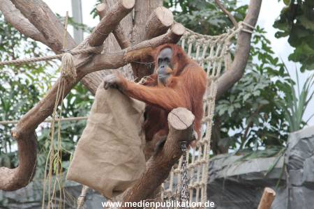 Hagenbeck Nikolaus 05122013 027