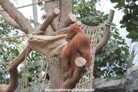Hagenbeck Nikolaus 05122013 028