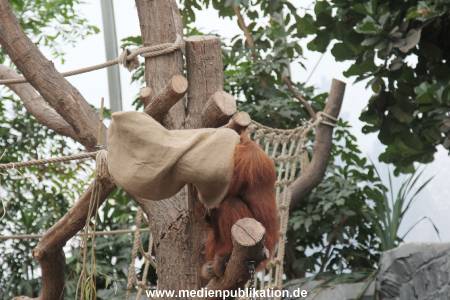 Hagenbeck Nikolaus 05122013 030