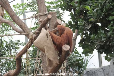 Hagenbeck Nikolaus 05122013 033