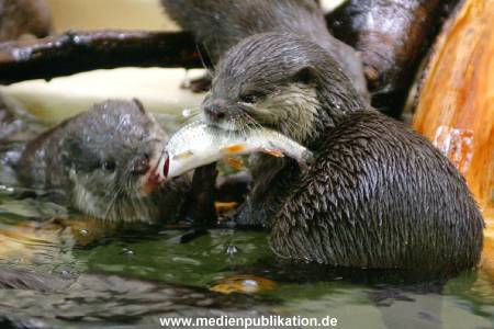 Hagebeck 05032005 008