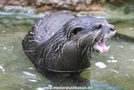 Hagenbeck 1104  034