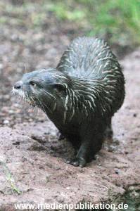 Hagenbeck 1104  038
