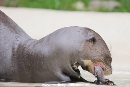 Hagenbeck 01082015 027