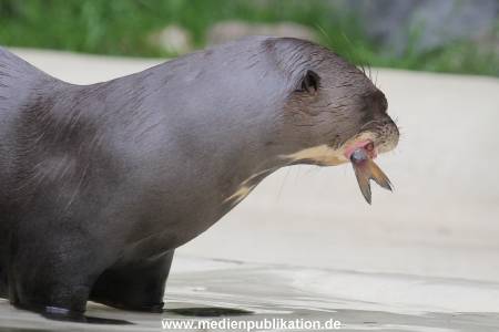 Hagenbeck 01082015 028