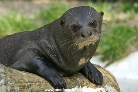 Hagenbeck 042010 010