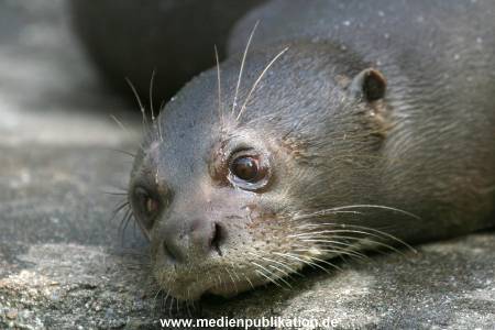 Hagenbeck 042010 011