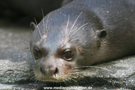 Hagenbeck 042010 012