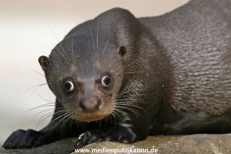 Hagenbeck 042010 013