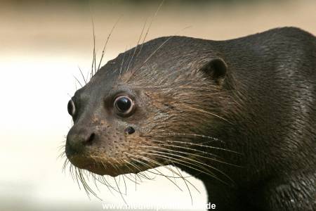Hagenbeck 042010 014