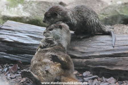 Hagenbeck 06062013 001