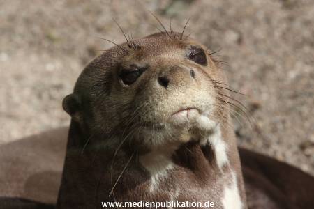 Hagenbeck 06062013 070