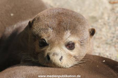 Hagenbeck 06062013 071