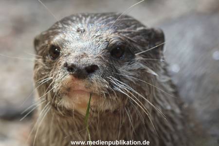 Hagenbeck 06062013 081
