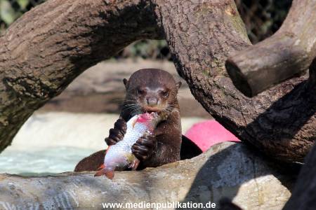 Hagenbeck 20042011 001