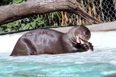 Hagenbeck 20042011 002