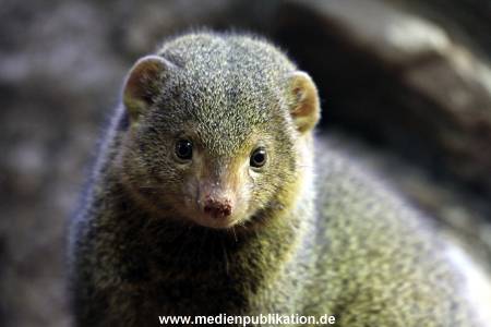 Hagenbeck Fruehling 12042012 012
