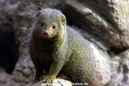 Hagenbeck Fruehling 12042012 013